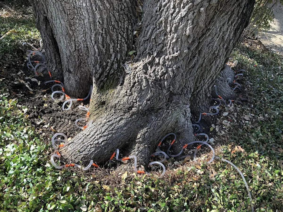 Detailed Tree Cabling and Bracing job site in Orrington