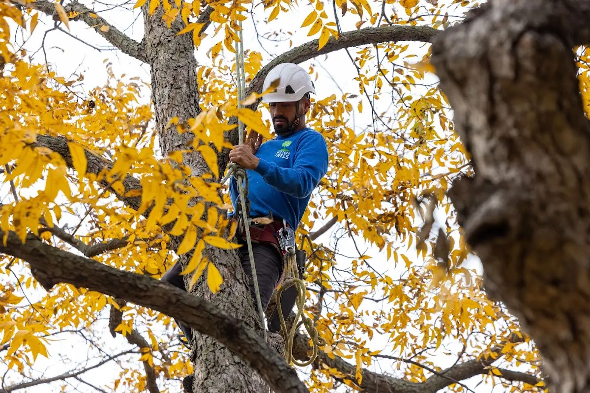 Skilled Tree Transplanting crew working in Orrington